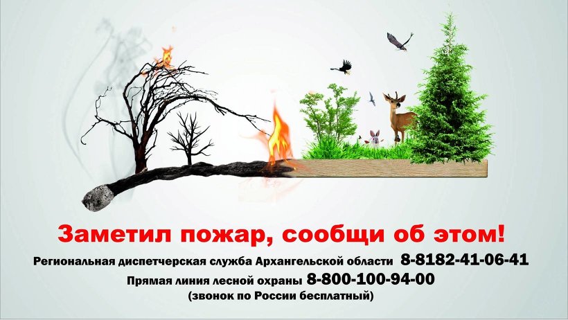 В Поморье в мае ликвидировано два лесных пожара