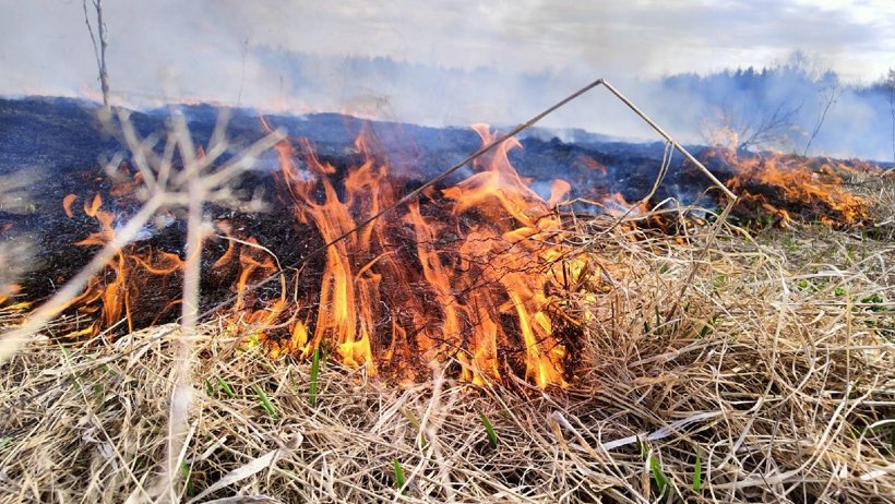 В мае в Поморье ликвидировано четыре лесных пожара