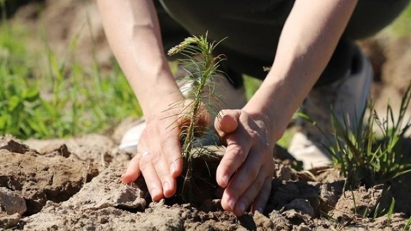 Лесовосстановление в Поморье выполнено на площади более 1 600 гектаров