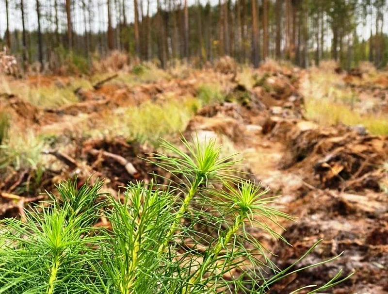 В Поморье начинается сезон весенних лесовосстановительных работ