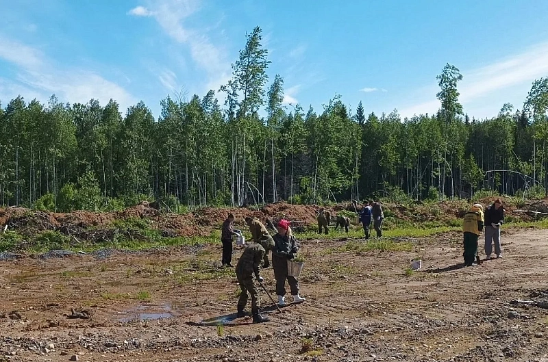 В лесном фонде Архангельской области в рамках акции «Сад Памяти» высадили более 300 тысяч деревьев