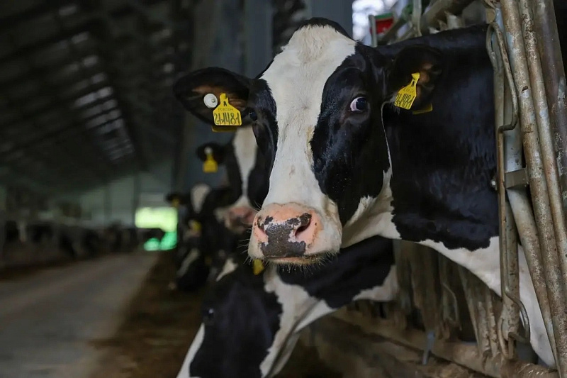 В Архангельской области молочная продуктивность коров выросла на 3%