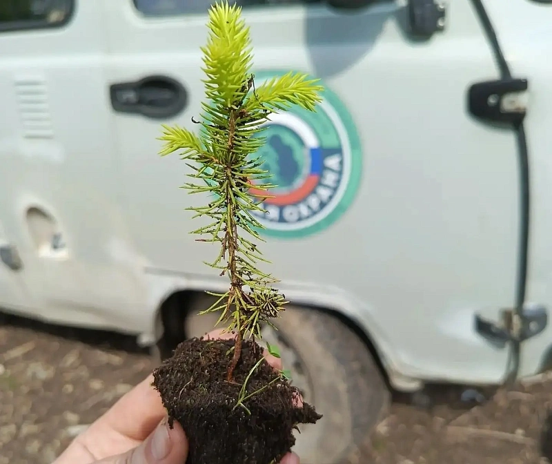 Специалисты ЕЛЦ выполнили годовой план по дополнению лесных культур